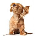 Dog with Headphones